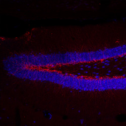 blue fluorescent with red dots in the center