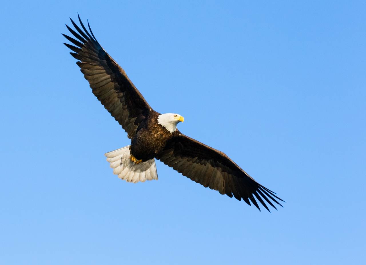 bald eagle flying
