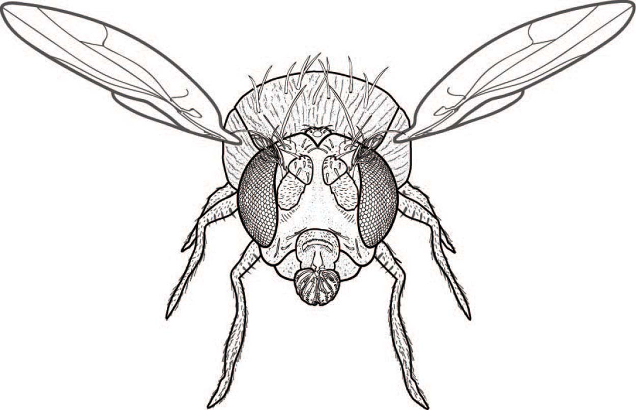 illustration of a fly