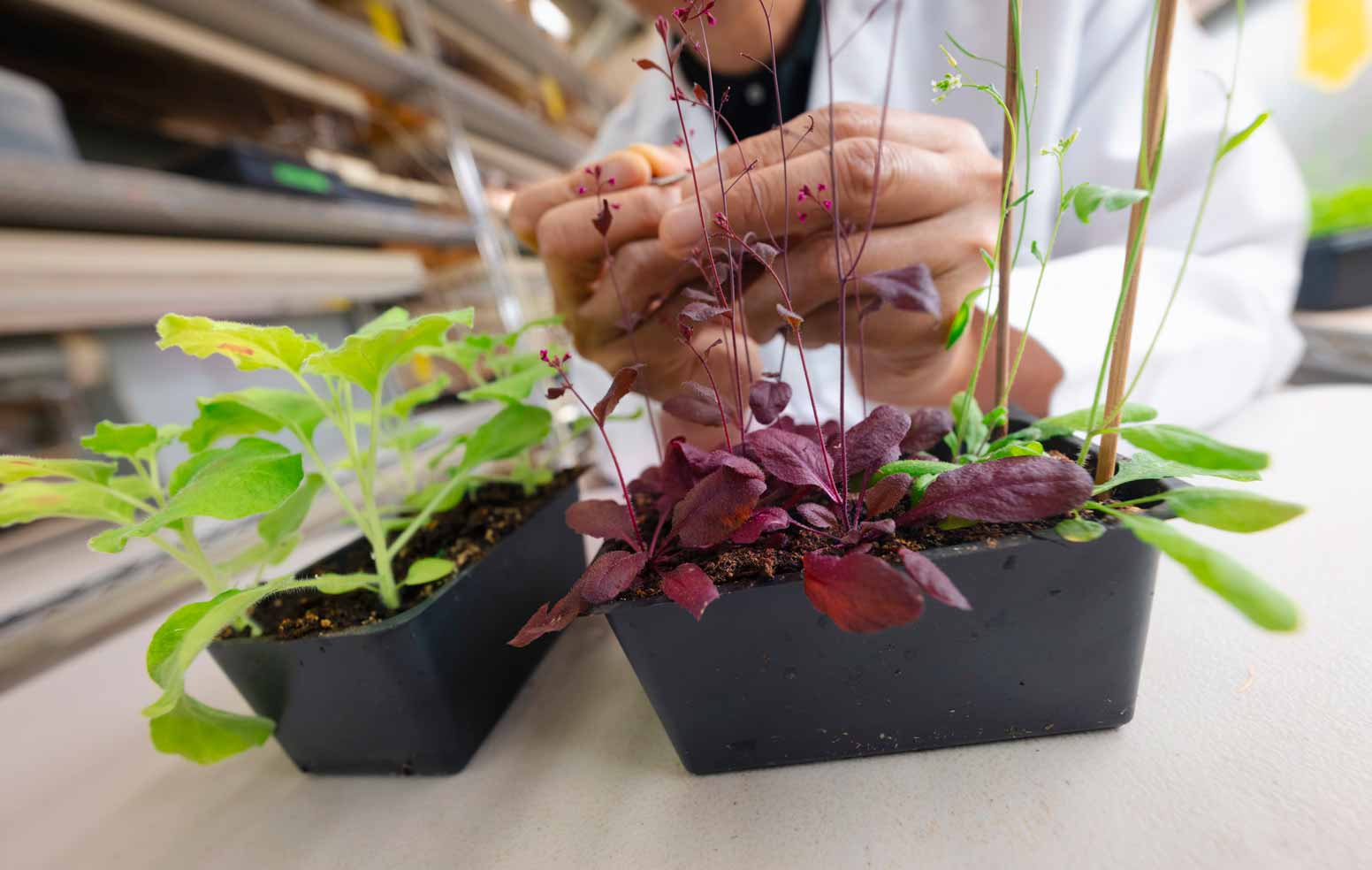 Plants in the Zhao lab with the RUBY gene reporter.