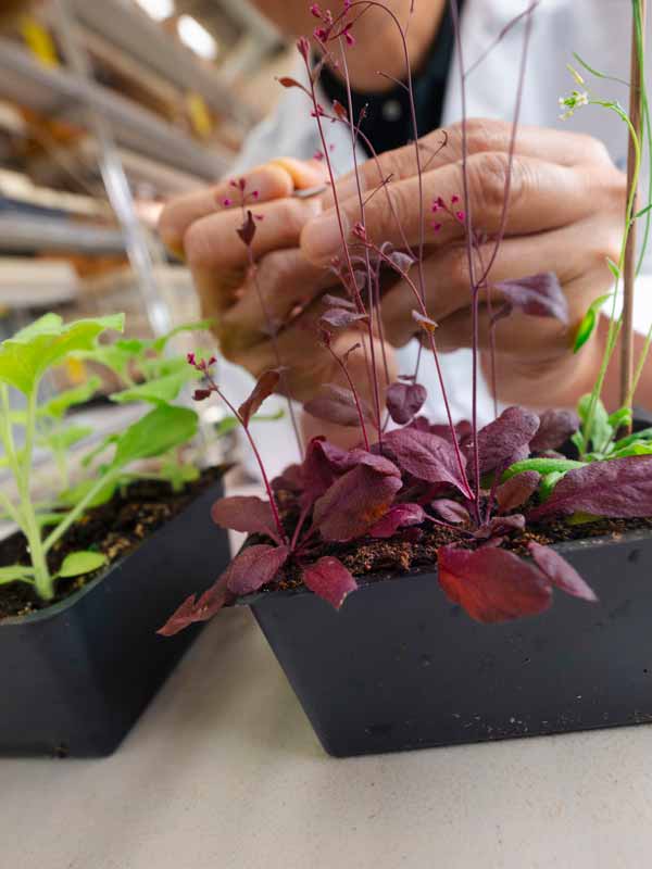 Plants in the Zhao lab with the RUBY gene reporter.