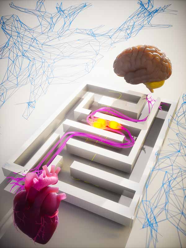 Graphic describes the complex interactions between the heart and brain.