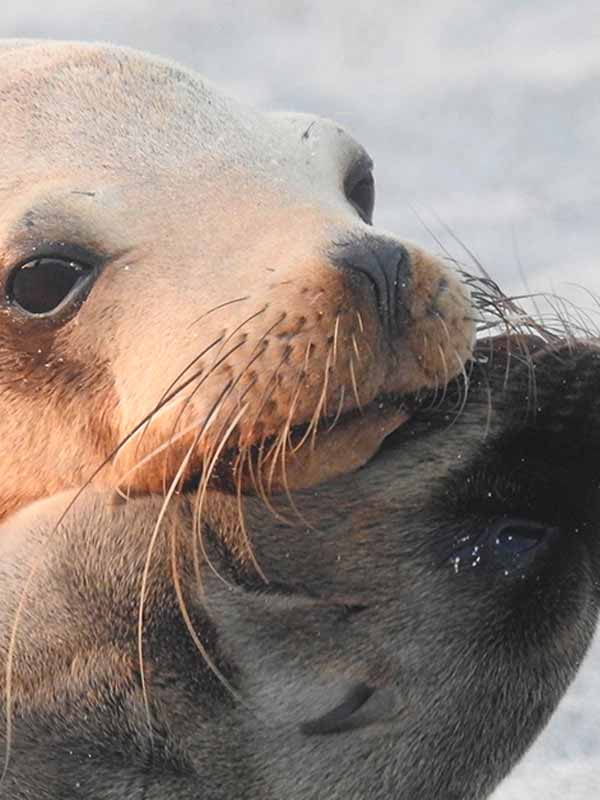 Mother sea lion and pup