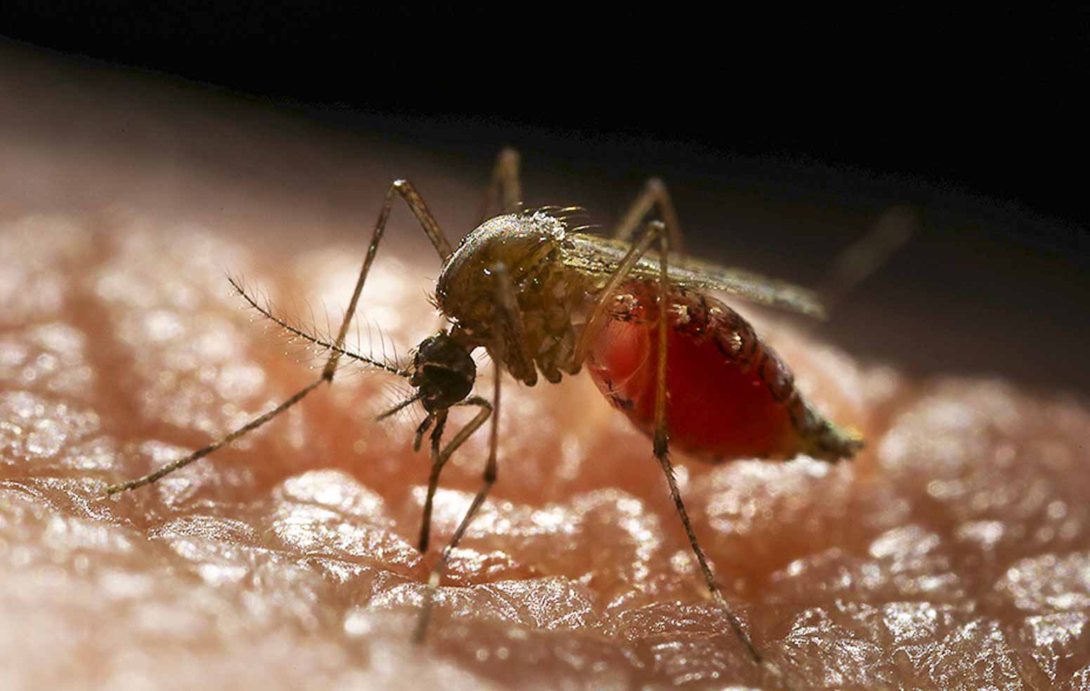 Mosquito bites human skin.