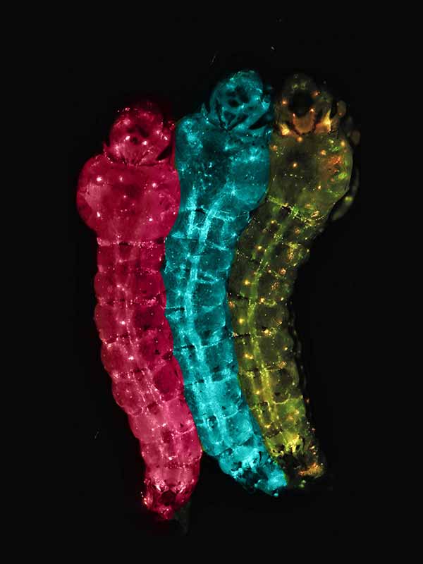 Genetically modified mosquito larvae express fluorescent markers.