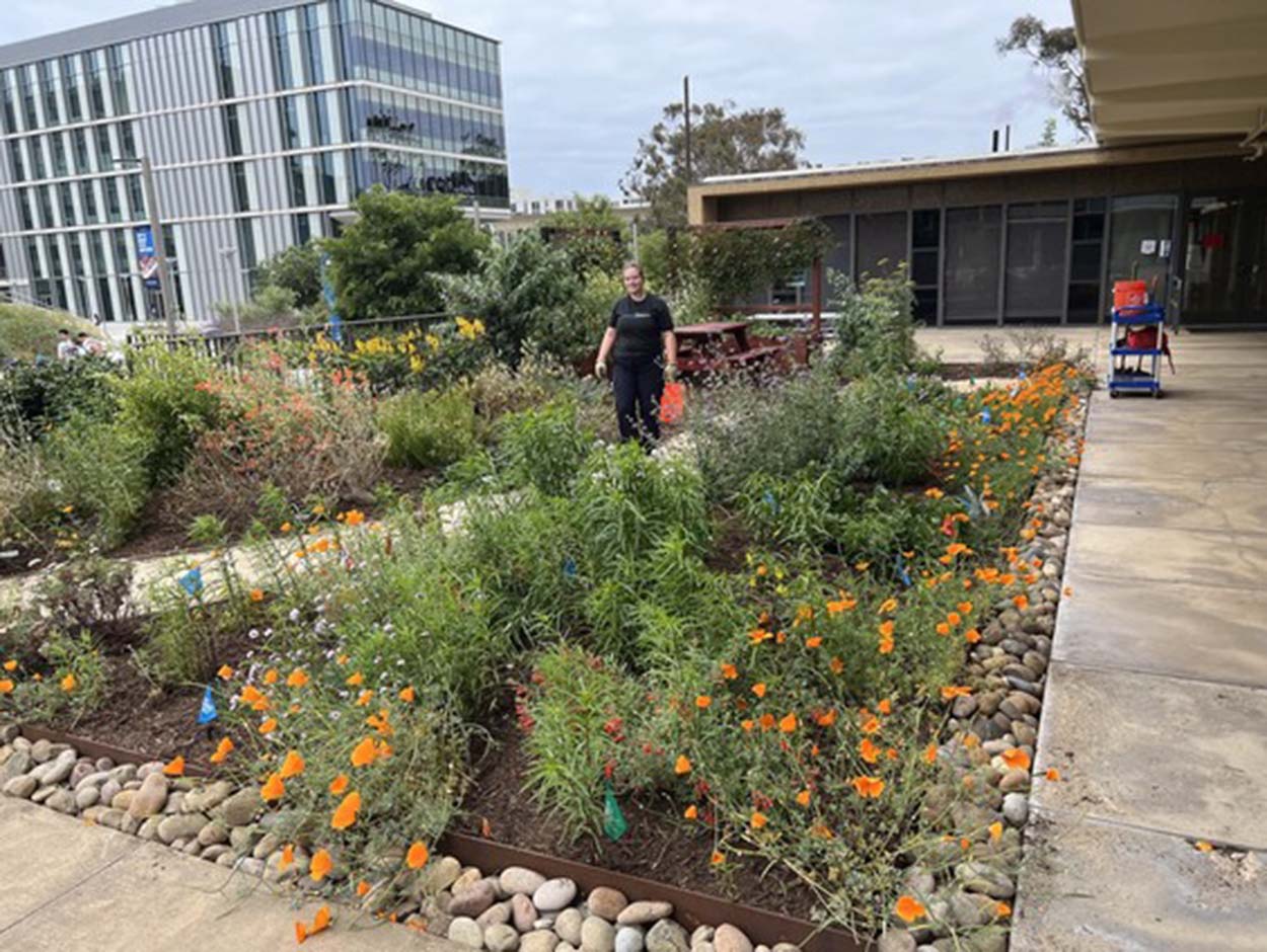 Close up of butterfly garden