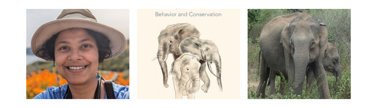 Professor Shermin de Silva with elephants collage