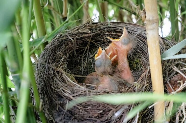 Brown bird on nest during day time