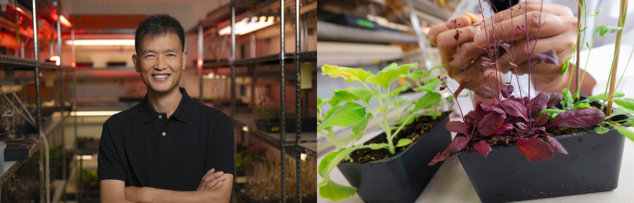 Professor Yunde Zhao and plant lab collage poster